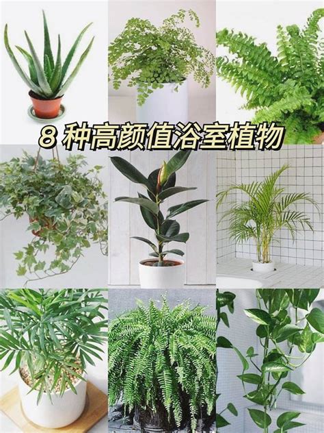 耐種植物|10種室內大型植物推薦！耐陰好養、風水招財，沒陽光。